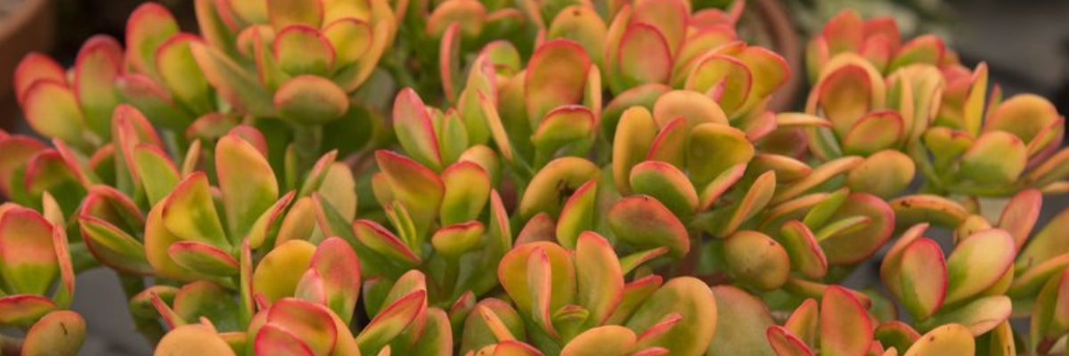 Banner of colourful succulent leaves  - Crassula Hummel's Sunset.