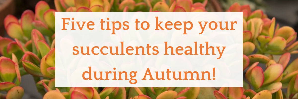 Colourful succulent leaves in the background with a text overlay that reads: Five tips to keep your succulents healthy during Autumn!