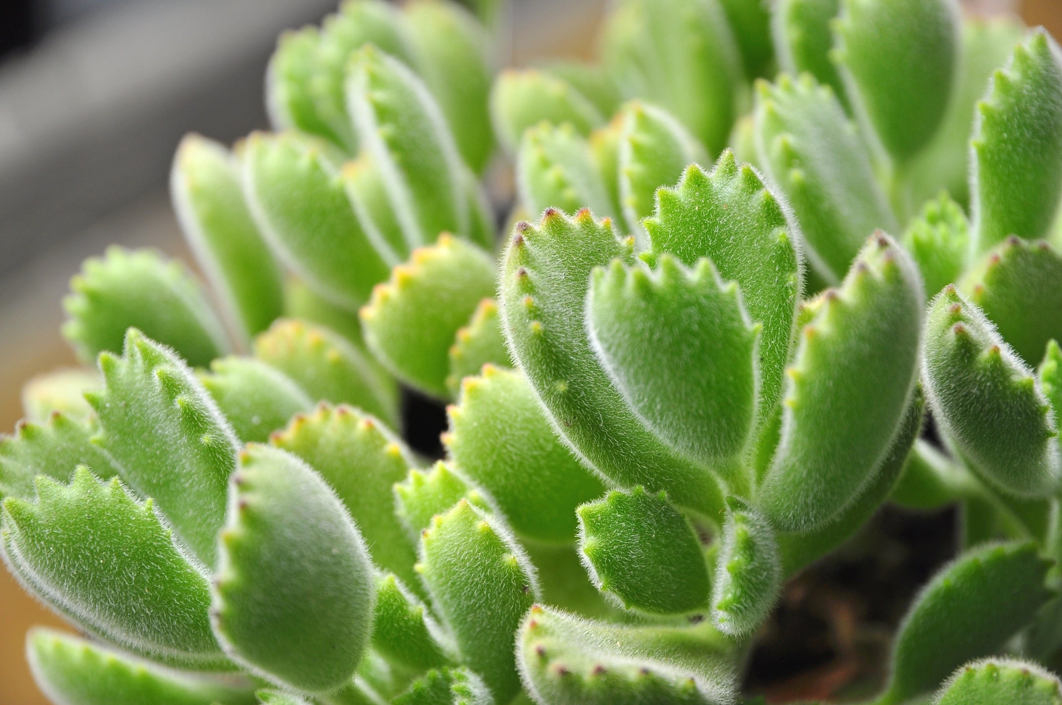 Cotyledon tomentosa  - Mudgee Succulents Online Shop