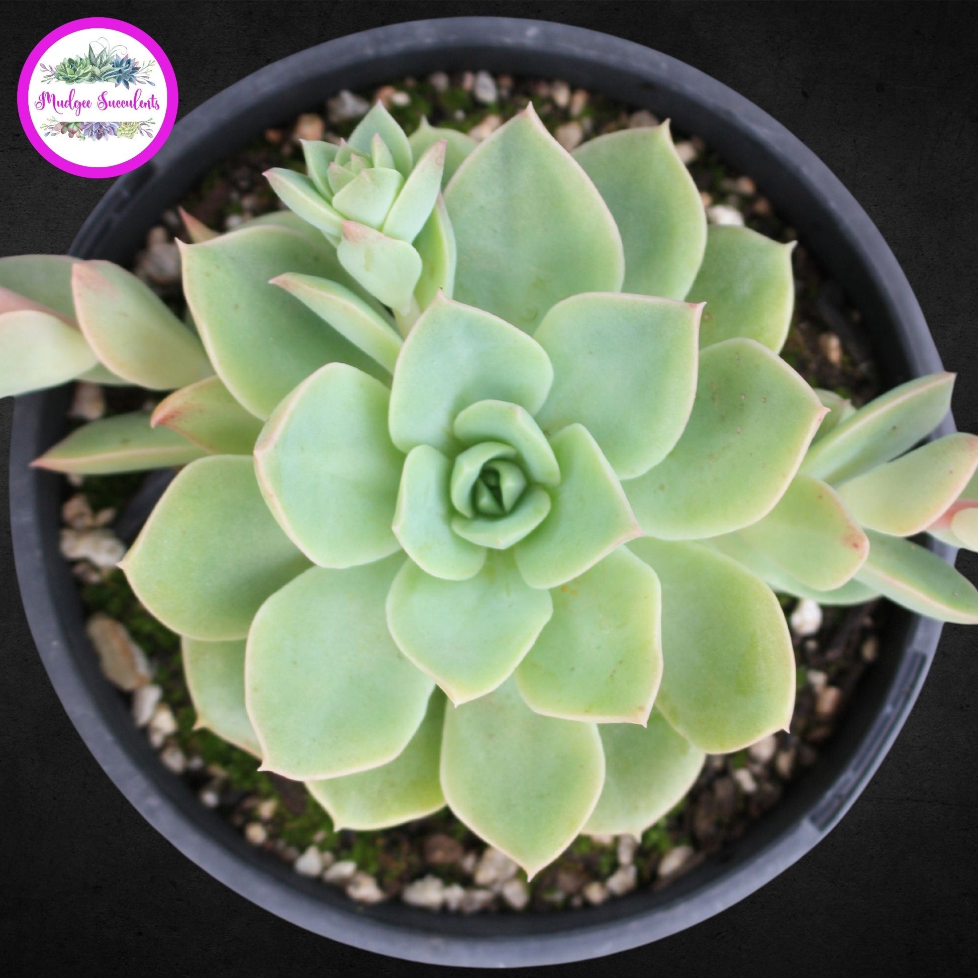 Succulent Plant - Echeveria 'Californica' - Mudgee Succulents