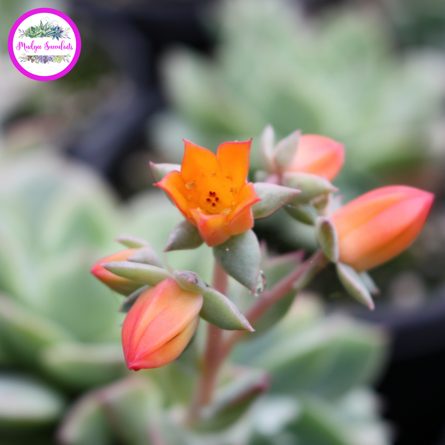 Echeveria 'Californica' Flowers - Mudgee Succulents