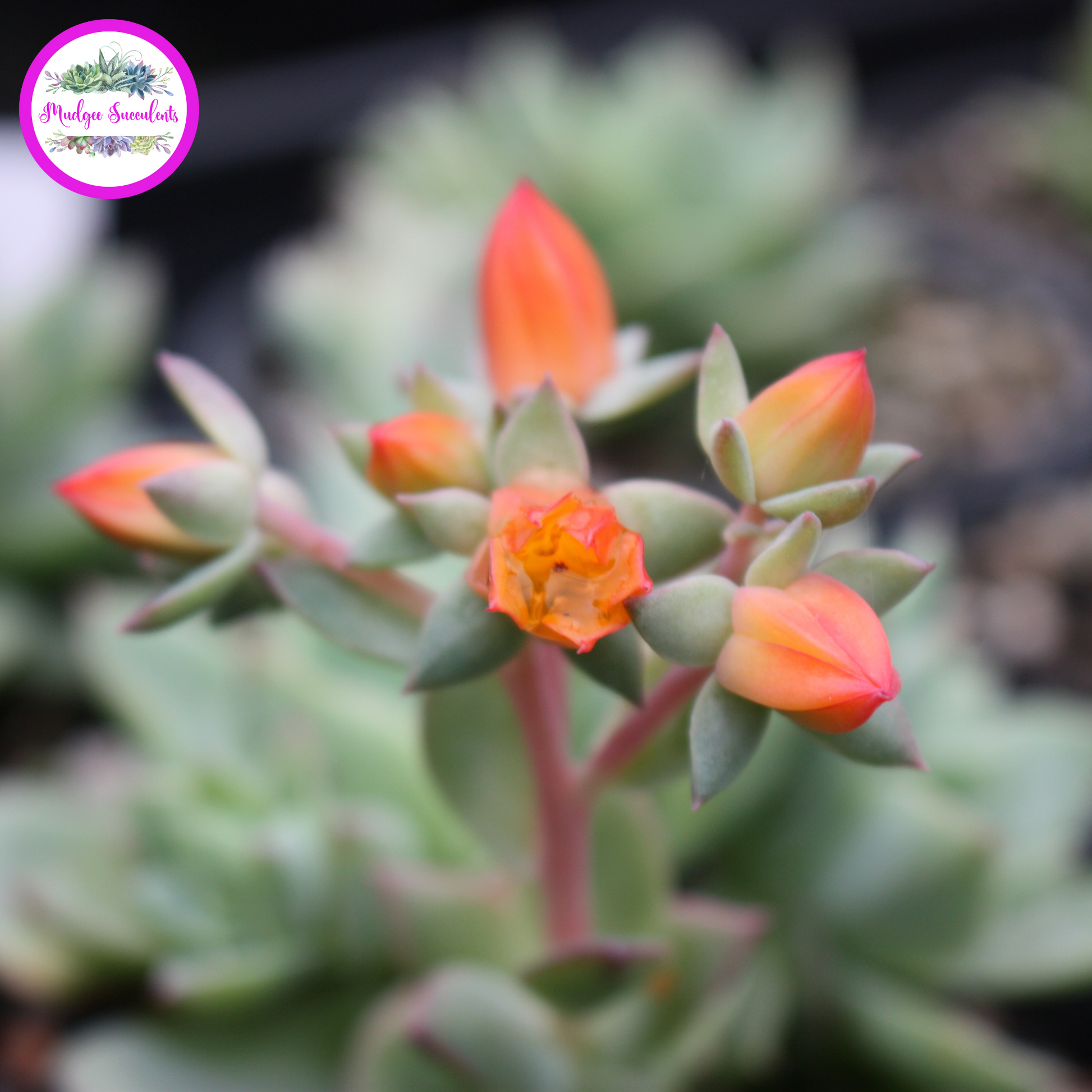 Echeveria 'Californica' Flowers - Mudgee Succulents