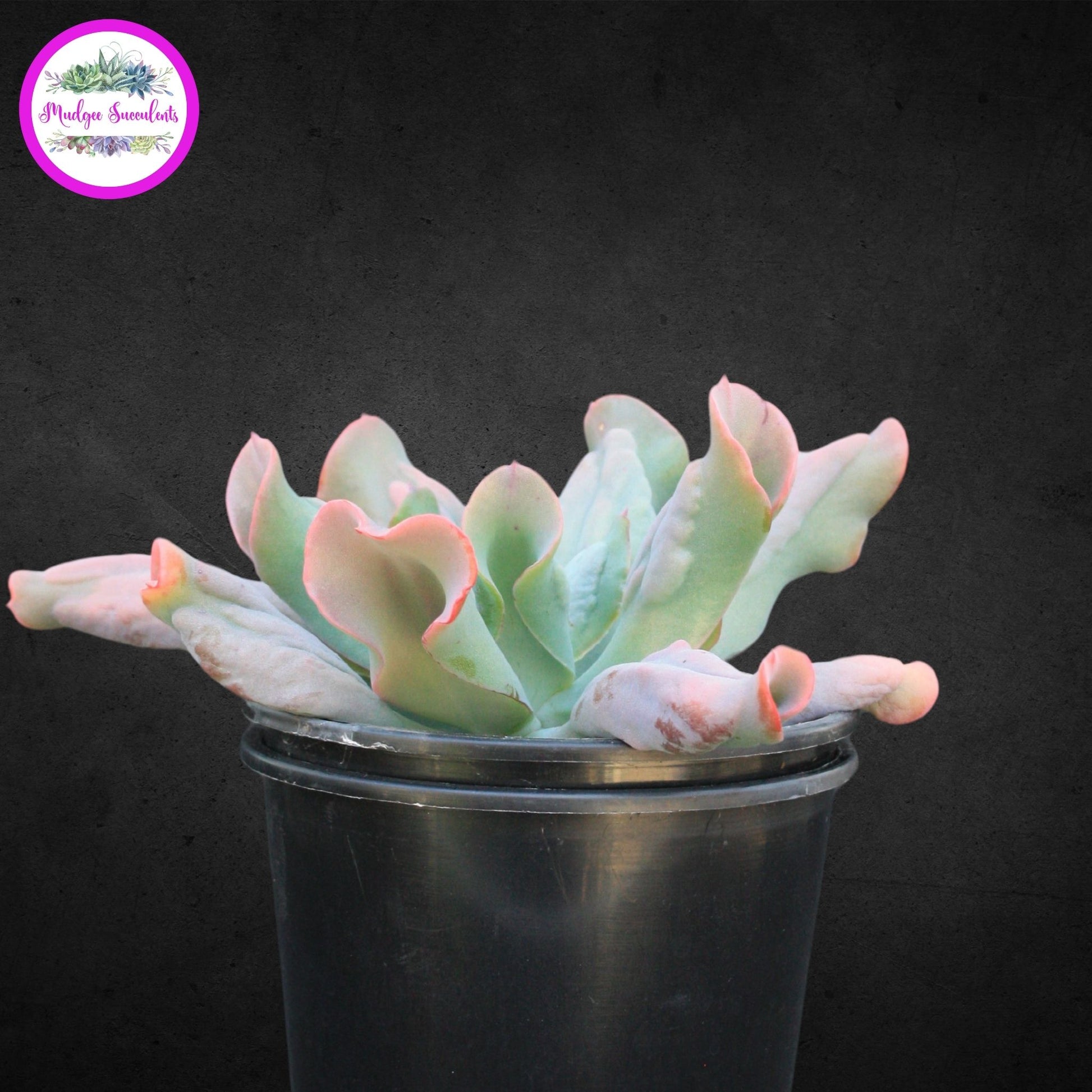 Echeveria 'Culibra' - Mudgee Succulents Online Shop