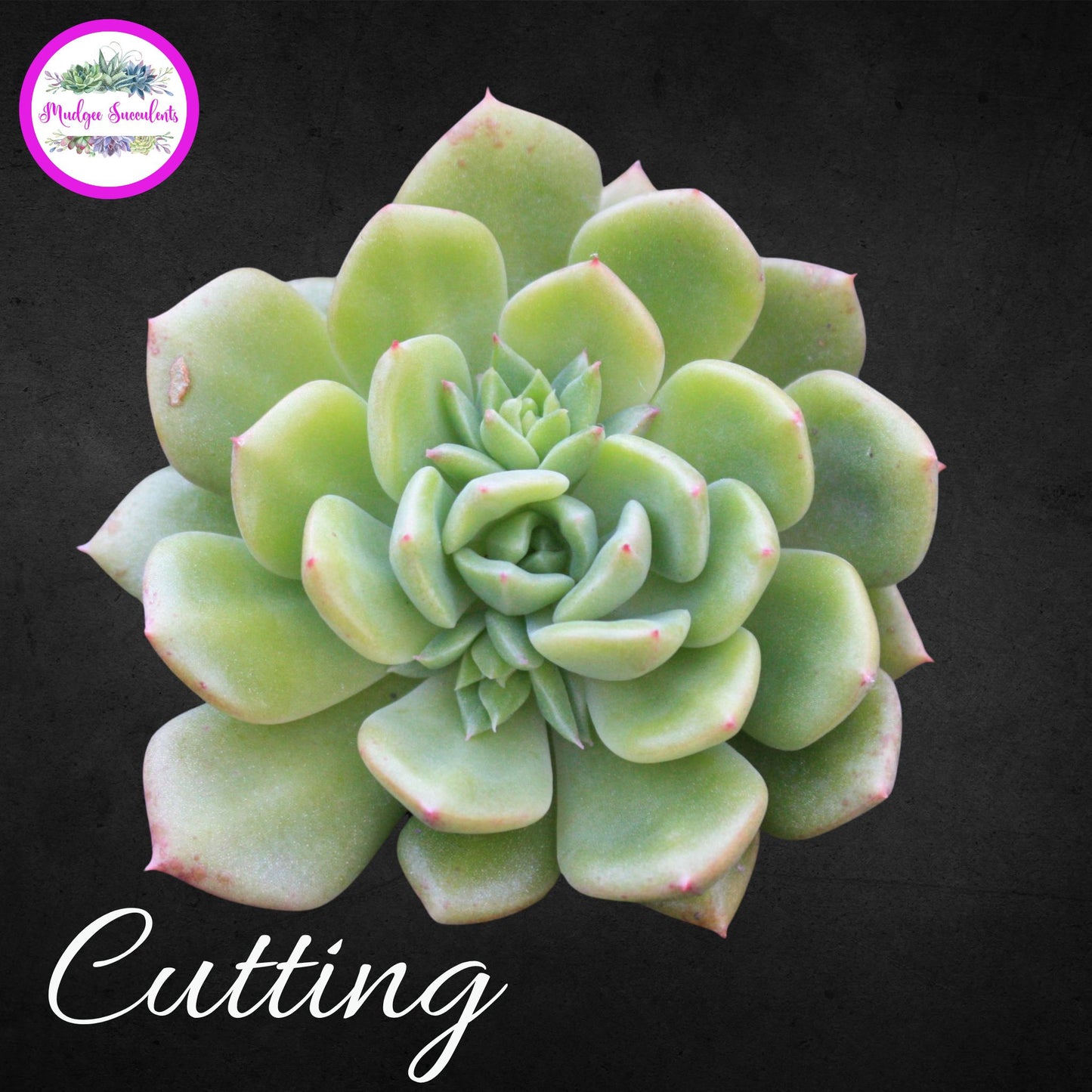 Succulent Cutting - Echeveria ‘Leisal’ - Mudgee Succulents Online Shop