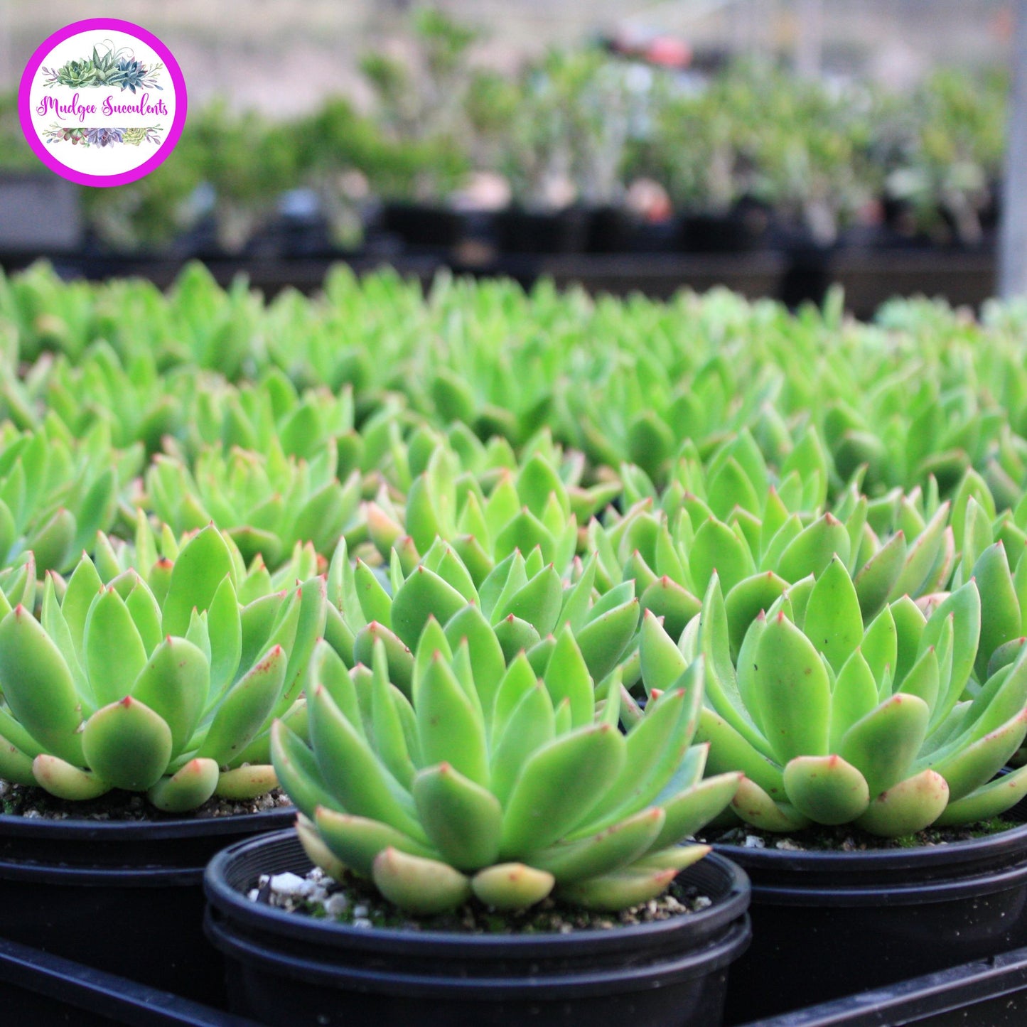 Succulent Plants - Echeveria ‘Poltava’ - Mudgee Succulents Online Shop