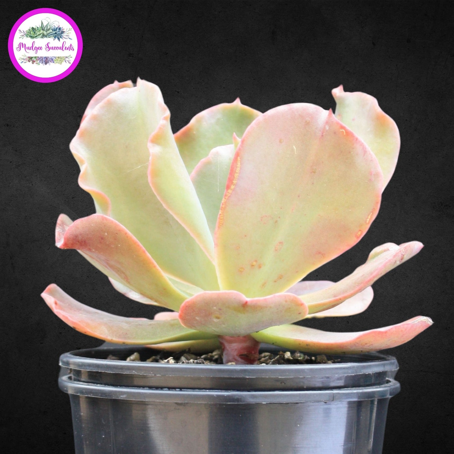 Succulent Plant - Echeveria 'Poro' - Mudgee Succulents Online Shop