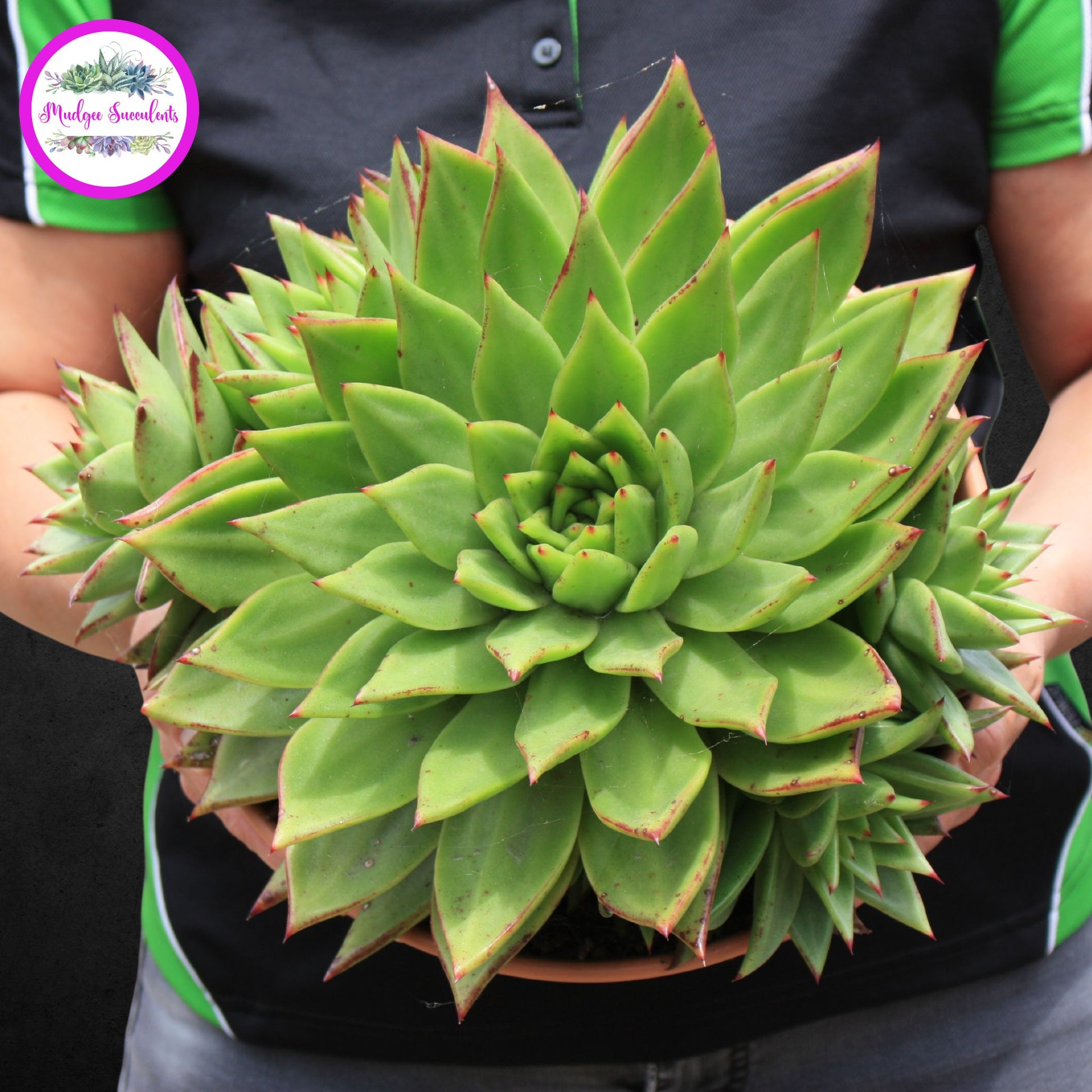 Succulent Plant - Echeveria agavoides 'Red Edge' - Mudgee Succulents Online Shop