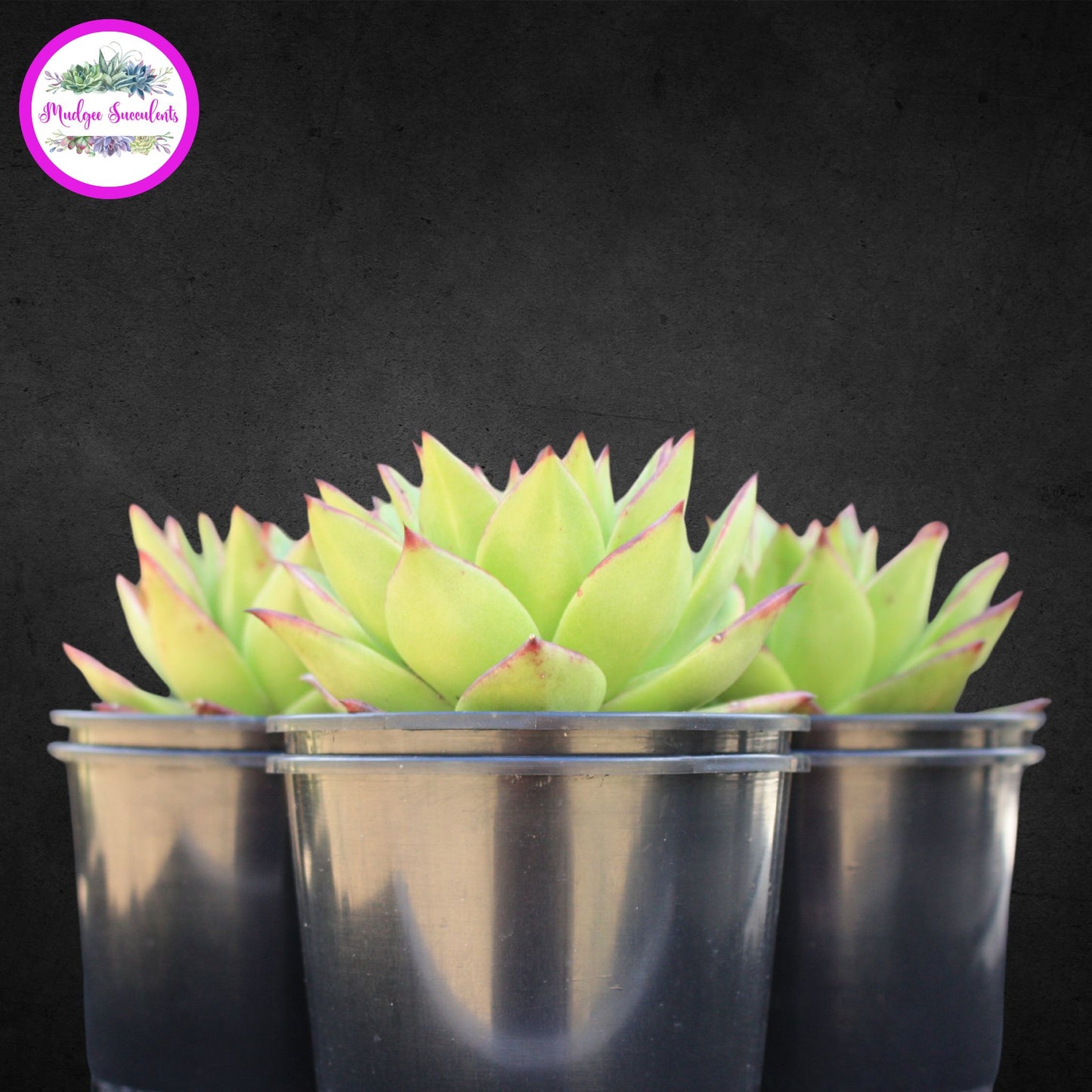 Succulent Plants - Echeveria agavoides 'Red Edge' - Mudgee Succulents Online Shop