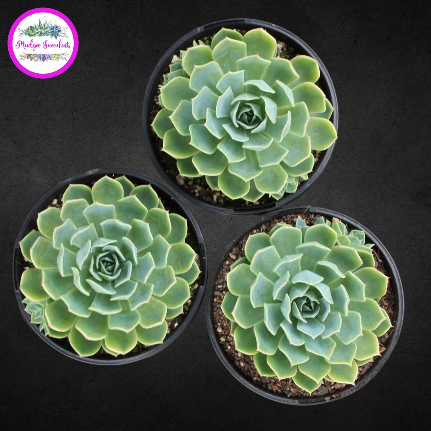 Succulent Plants - Echeveria secunda - Mudgee Succulents Online Shop