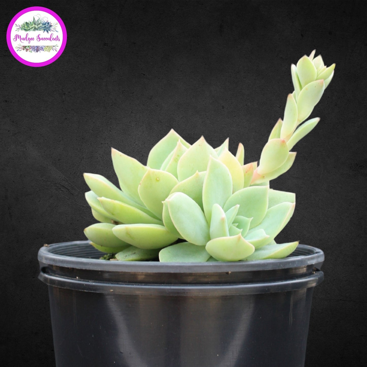 Succulent Plant - Echeveria 'Californica' - Mudgee Succulents