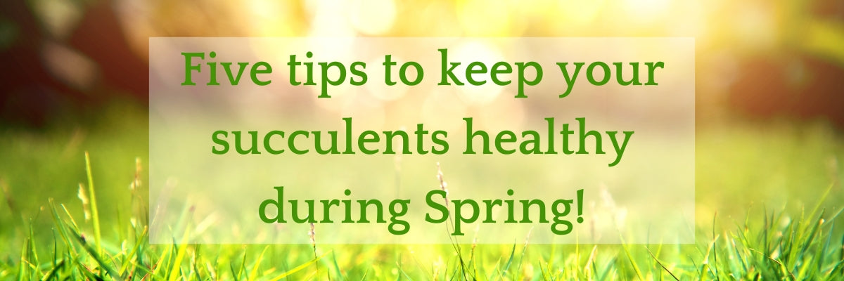 Banner with lush green grass displaying the text: Five tips to keep your succulents healthy during Spring! 