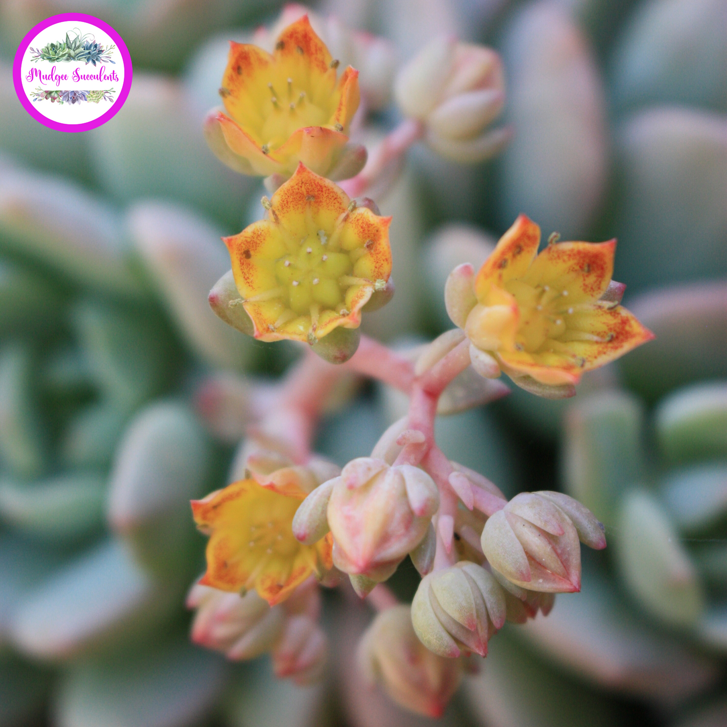 Succulent flowers - Graptoveria 'A Grim One' - Mudgee Succulents Online Shop