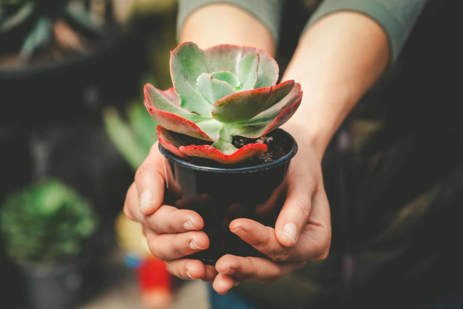 A photo of hands outstretched holding an Echeveria. 