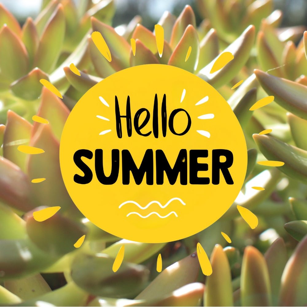 Hello Summer! Yellow succulents in the background with a sun icon overlay with text that reads hello summer.