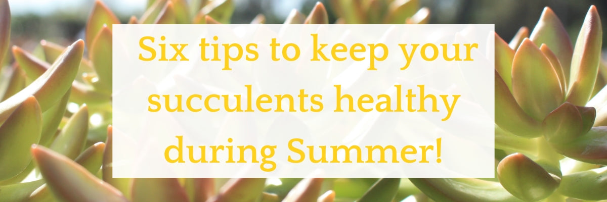 Yellow succulents with a white banner that reads: Six tips to keep your succulents healthy during Summer!