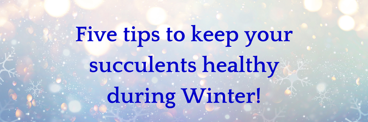 Light blue background with snowflakes falling blue text that reads "Five tips to keep your succulents healthy during Winter!"