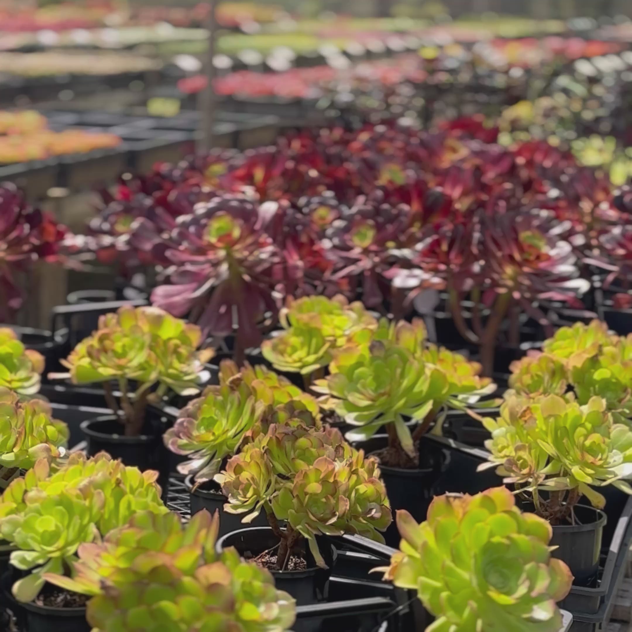 Load video: A video showcasing the nursery at Mudgee Succulents - Online Succulent Shop.