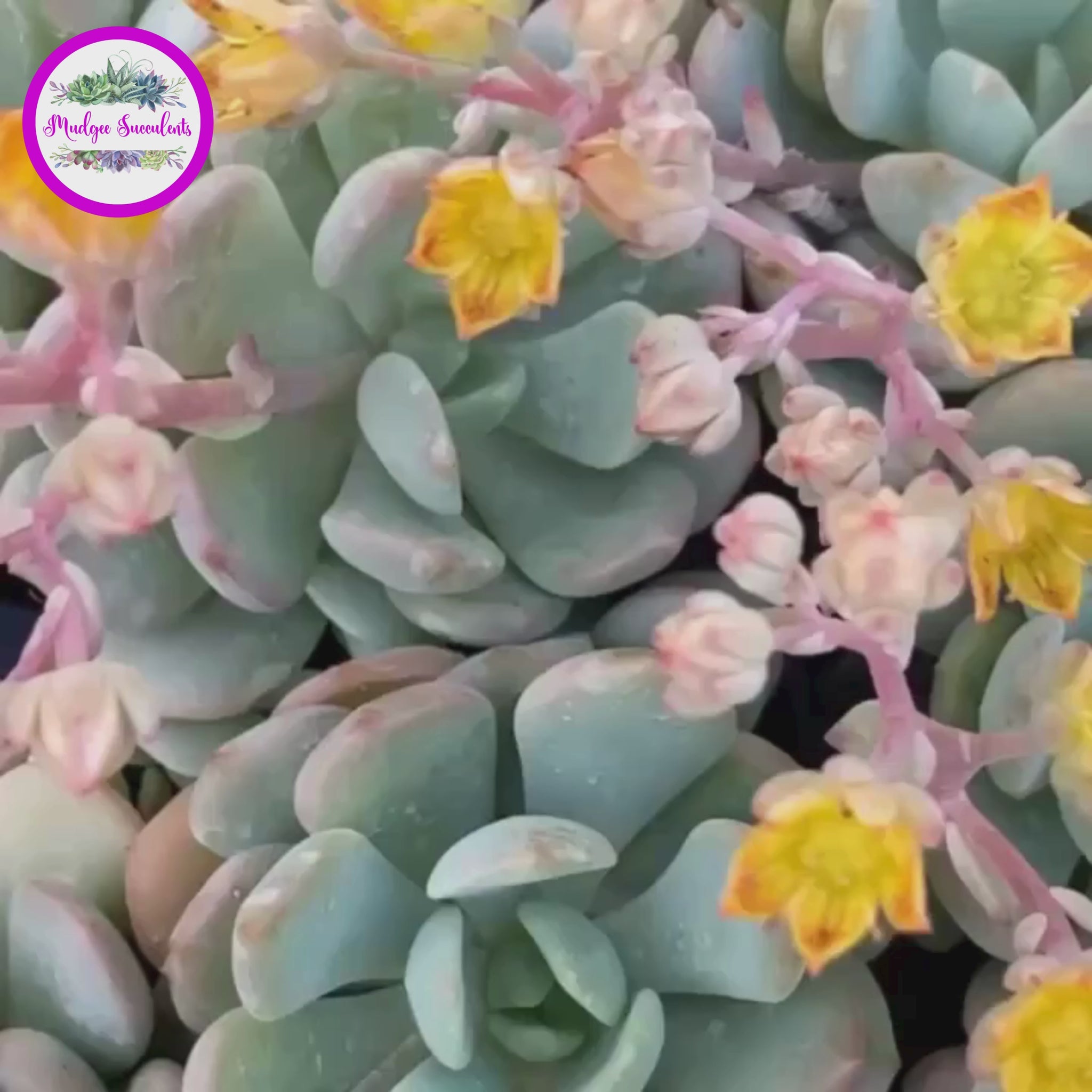 A video showcasing a succulent Plant - Graptoveria 'A Grim One' - Mudgee Succulents Online Shop